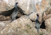 Pelagic Cormorant